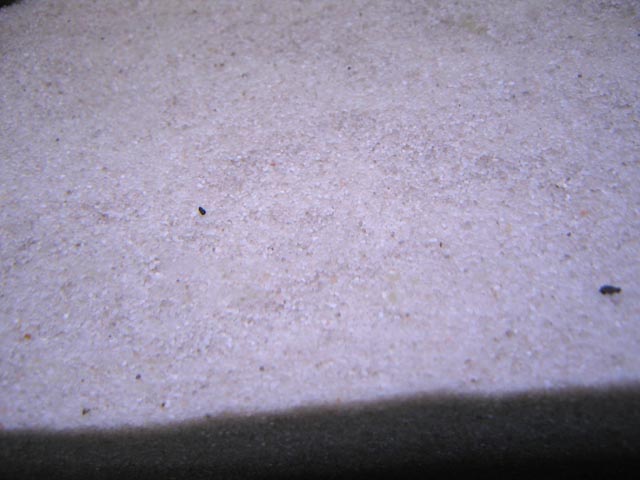 Aquarium Sand White Gravel Fish Tank Substrate for Malawi Cichlid DOLOMITE  25kg